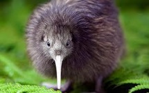 Le kiwi de Nouvelle-Zélande est peut-être originaire d'Australie