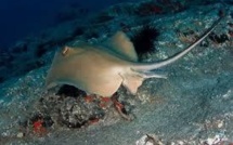 Requins et raies de France menacés par la pêche