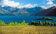 Récolte exceptionnelle pour les viticulteurs de Nouvelle-Zélande