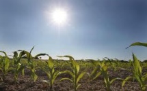 Au Brésil, 400 chercheurs préparent l'agriculture contre le changement climatique