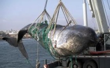 Pêche à la baleine: Washington redoute des incidents en Antarctique