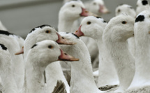 Plus de 150 élevages touchés par la grippe aviaire en France
