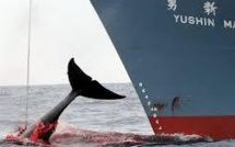 Pêche à la baleine: l'Australie envoie un avion de surveillance
