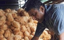 Vanuatu développe son « coco-fioul »