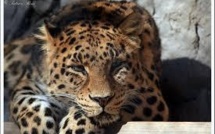 La panthère de l'Amour, grande gagnante 2013 de la protection des espèces