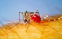 Cas de Chikungunya dans les Antilles: "risque élevé" de transmission aux Etats-Unis