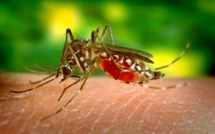 Dengue et Zika: l'épidémie continue de progresser