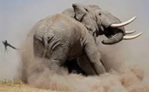 Flambée du braconnage d'éléphants en Tanzanie depuis deux mois
