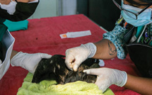 Pérou: un parc zoologique de Lima s'efforce de sauver les oiseaux de la marée noire