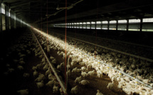 Grippe aviaire: les éleveurs italiens aux abois après l'abattage de 18 millions de volailles