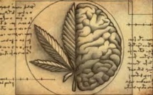 Découverte d'une molécule protégeant le cerveau d'une addiction au cannabis