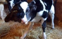 Naissance d'un veau à deux têtes au Maroc