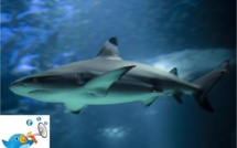 Twitter avec les requins pour mieux les éviter