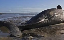 Mort de près de 40 baleines après leur échouage sur une plage de Nouvelle-Zélande