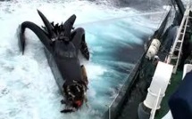 Antarctique: Sea Shepherd au contact des baleiniers japonais