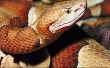 Tortues, lézards, serpents: attention danger pour les enfants