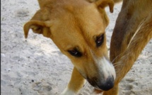 Un enfant gravement mordu par un chien