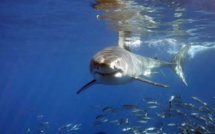 Les grands requins blancs pourraient vivre plus de 70 ans