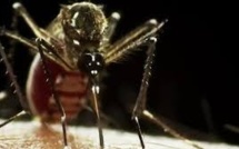 Chikungunya en Martinique: vigilance et inquiétude