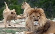 La disparition des grands carnivores menace l'écosystème de la planète