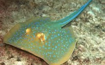 Nouvelle Zélande: Blessures de raies pastenague en série