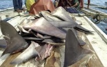 Ailerons de requins : la Nouvelle-Zélande déclare la guerre aux chasseurs