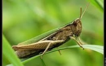 Décodage du génome du criquet, l'ennemi des cultures