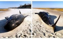 Nouvel échouage de cétacés en Nouvelle-Zélande