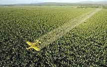 Pesticide : le chlordécone augmente le risque de prématurité