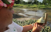466 tonnes de trocas récoltés lors de la dernière campagne