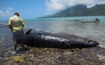Baleines échouées : attention danger