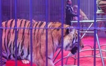 Les fauves d'un cirque russe bloqués sur un parking polonais faute de visas