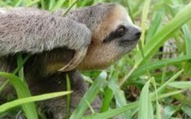 C'est dans le besoin que le paresseux reconnaît ses amis