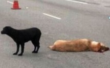 Mahina: Il veut éviter un chien, sa voiture part en tonneaux