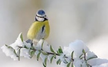 Moins d'oiseaux cet hiver? Les Français invités à les compter
