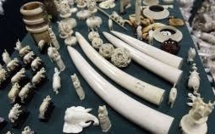 Kenya: un trafiquant chinois d'ivoire, premier condamné d'une loi plus dure