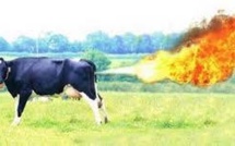 Allemagne: des vaches flatulentes enflamment leur étable