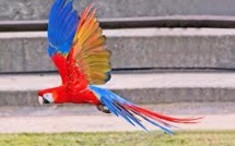 L'automobiliste en conduite accompagnée était supervisée... par un perroquet
