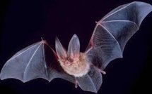 Les chauves-souris sont de retour en Europe