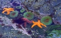 Hécatombe mystérieuse d'étoiles de mer sur la côte ouest américaine