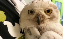 USA: Washington se passionne pour une chouette blanche