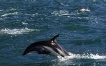 Des dauphins mal en point après la marée noire de BP dans le Golfe du Mexique