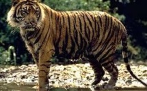 En Inde, la traque compliquée d'un tigre mangeur d'hommes "affamé"