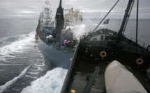 Sea Shepherd: Tokyo demande à La Haye des "actions concrètes" après une collision