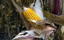 Faute d'accord entre Etats, un nouvel OGM va être autorisé dans l'UE