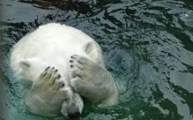 L'ours polaire argentin Arturo, déprimé et las de la canicule, lorgne vers le Canada