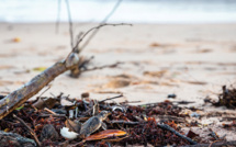 Guyane: l'érosion accélérée d'une plage menace une commune amérindienne