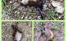 Décès d’oiseaux à Moorea:l’hypothèse d’une intoxication par la deltaméthrine ne peut être retenue