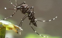 Le premier cas  importé de zika en Europe vient de Thaïlande