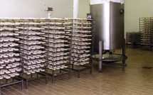 On comprend mieux comment la listeria peut gagner le cerveau